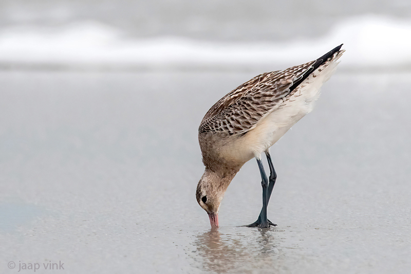 Bar-tailed Godwit - Rosse Grutto - Limosa lapponica