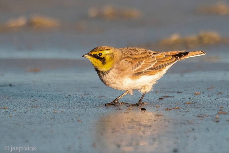 Shore Lark - Strandleeuwerik - Eremophila alpestris