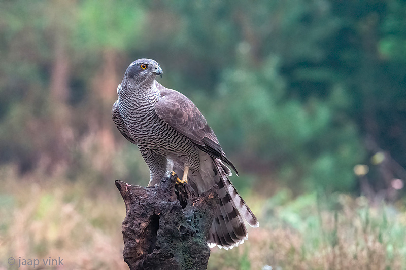 Northern Goshawk - Havik - Accipiter gentilis