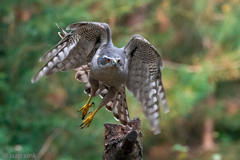 Northern Goshawk - Havik - Accipiter gentilis