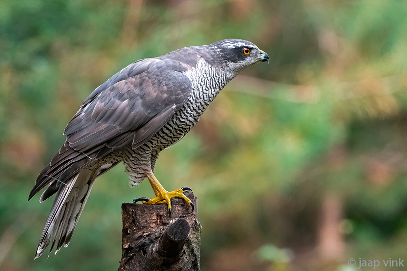 Northern Goshawk - Havik - Accipiter gentilis