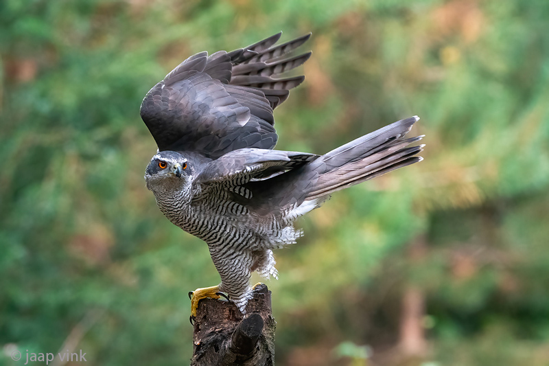 Northern Goshawk - Havik - Accipiter gentilis
