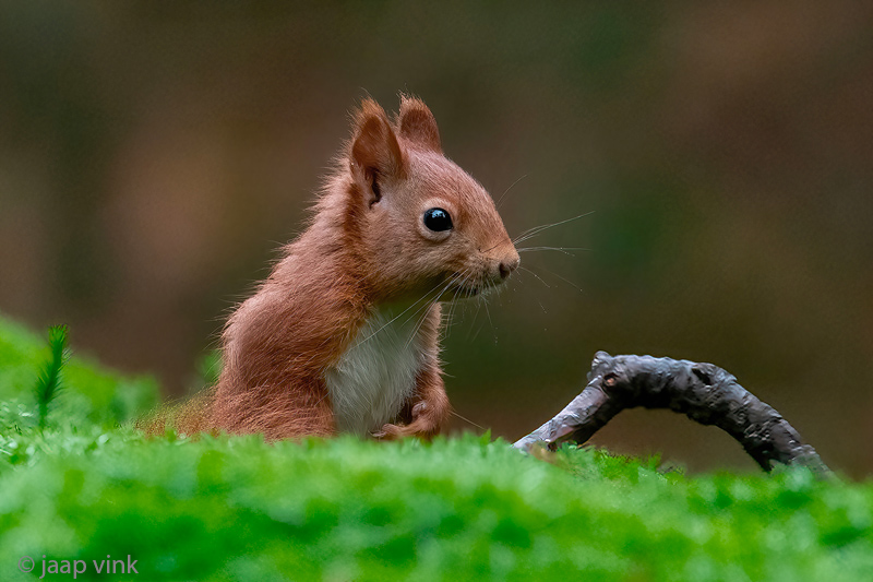 Eurasian Red Squirrel - Eekhoorn - Sciurus vulgaris