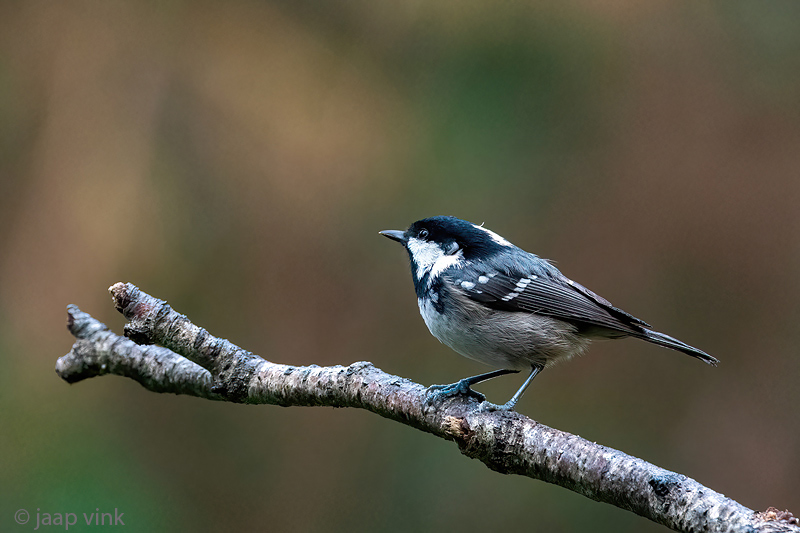 Coal Tit - Zwarte Mees - Periparus ater