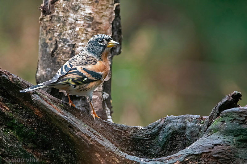 Brambling - Keep - Fringilla montifringilla