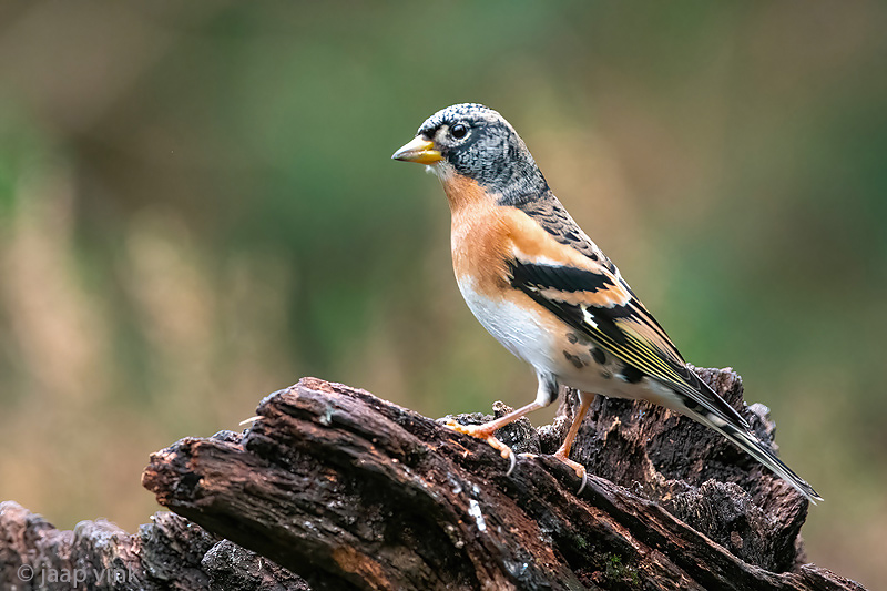 Brambling - Keep - Fringilla montifringilla
