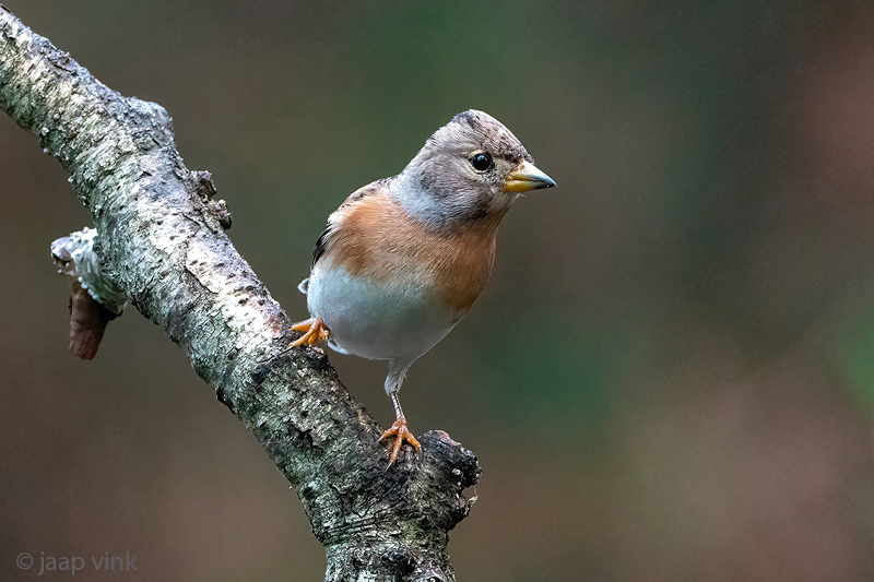 Brambling - Keep - Fringilla montifringilla