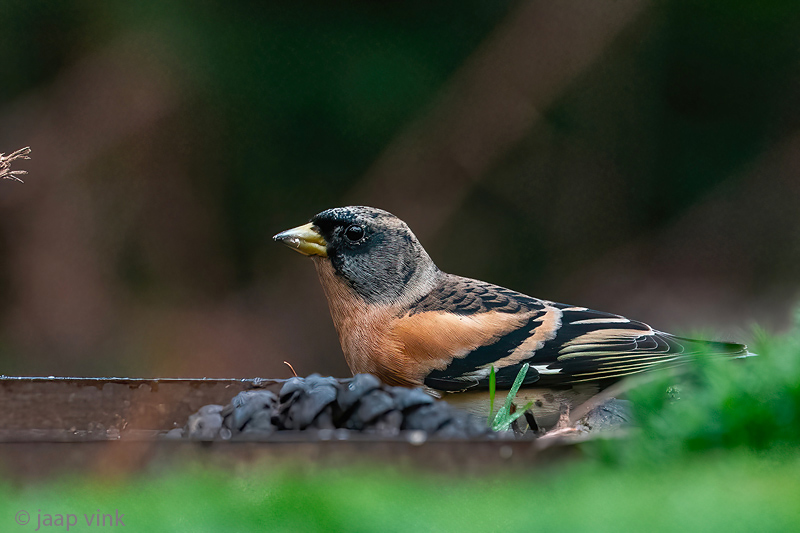 Brambling - Keep - Fringilla montifringilla