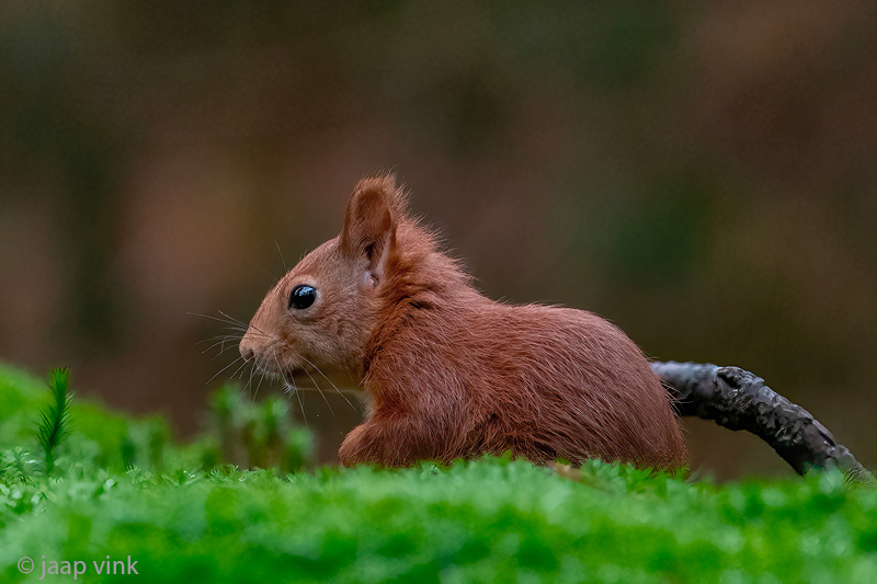 Eurasian Red Squirrel - Eekhoorn - Sciurus vulgaris