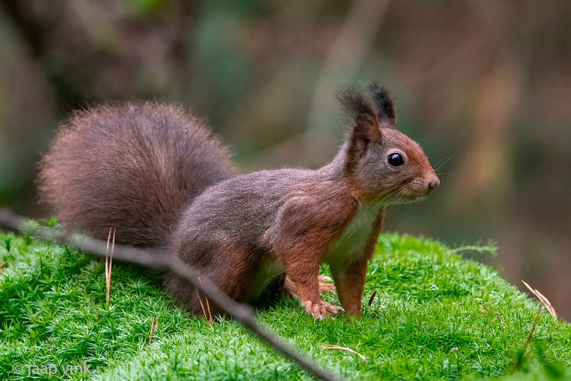 Eurasian Red Squirrel - Eekhoorn - Sciurus vulgaris