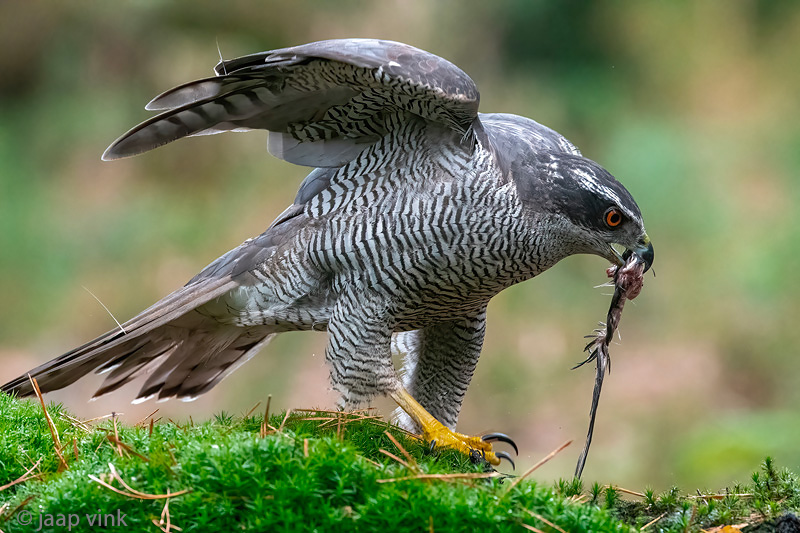 Northern Goshawk - Havik - Accipiter gentilis