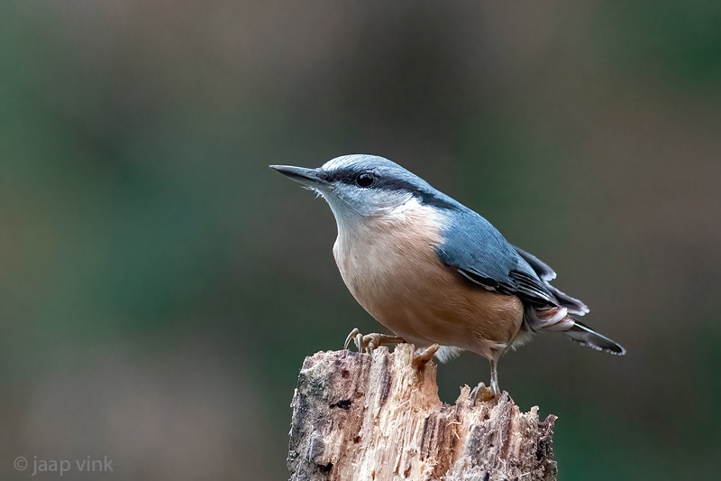 Nuthatch - Boomklever - Sitta europaea