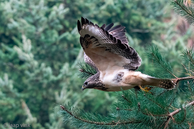 Common Buzzard - Buizerd - Buteo buteo