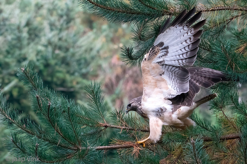 Common Buzzard - Buizerd - Buteo buteo