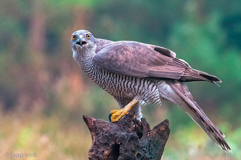 Northern Goshawk - Havik - Accipiter gentilis