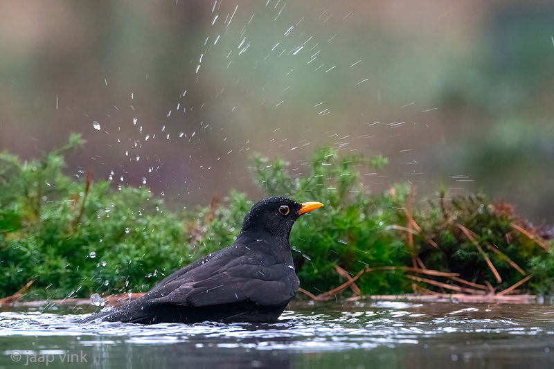Blackbird - Merel - Turdus merula