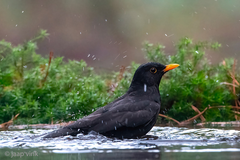 Blackbird - Merel - Turdus merula