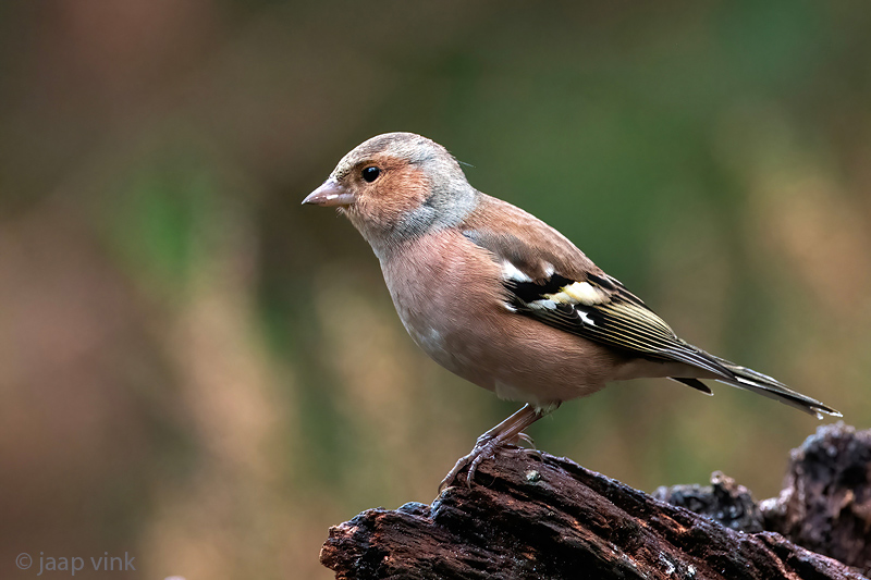 Eurasian Chaffinch - Vink - Fringilla coelebs