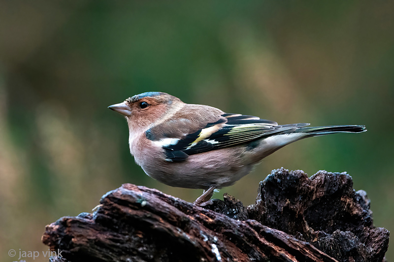 Eurasian Chaffinch - Vink - Fringilla coelebs