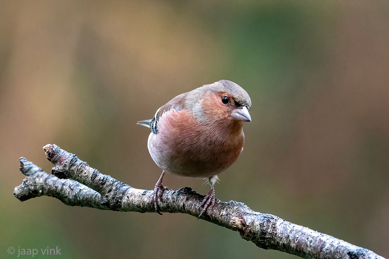 Eurasian Chaffinch - Vink - Fringilla coelebs