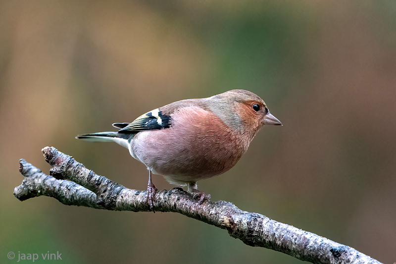 Eurasian Chaffinch - Vink - Fringilla coelebs