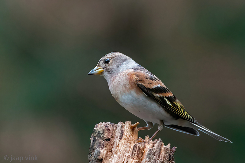 Brambling - Keep - Fringilla montifringilla