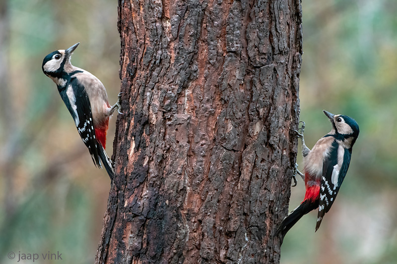 Great Spotted Woodpecker - Grote Bonte Specht - Dendrocopos major