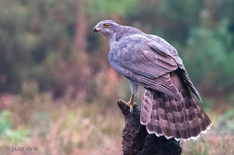 Northern Goshawk - Havik - Accipiter gentilis