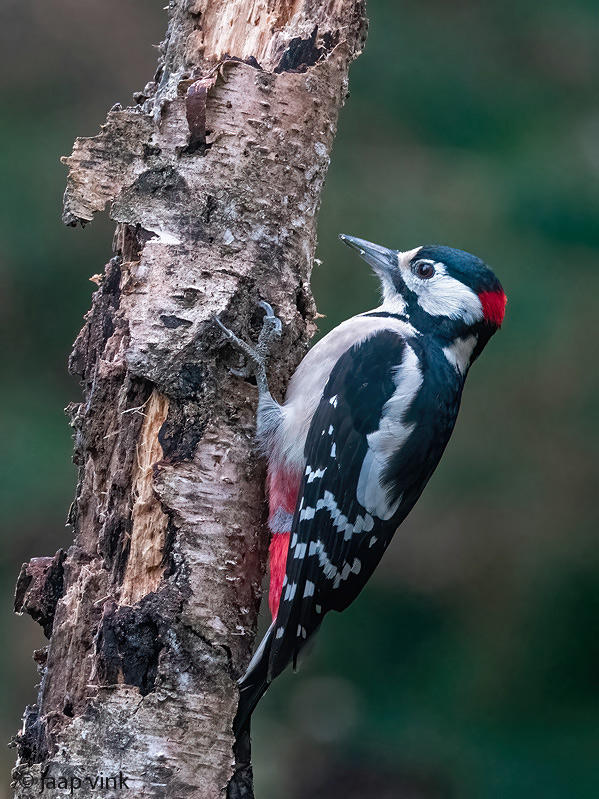 Great Spotted Woodpecker - Grote Bonte Specht - Dendrocopos major