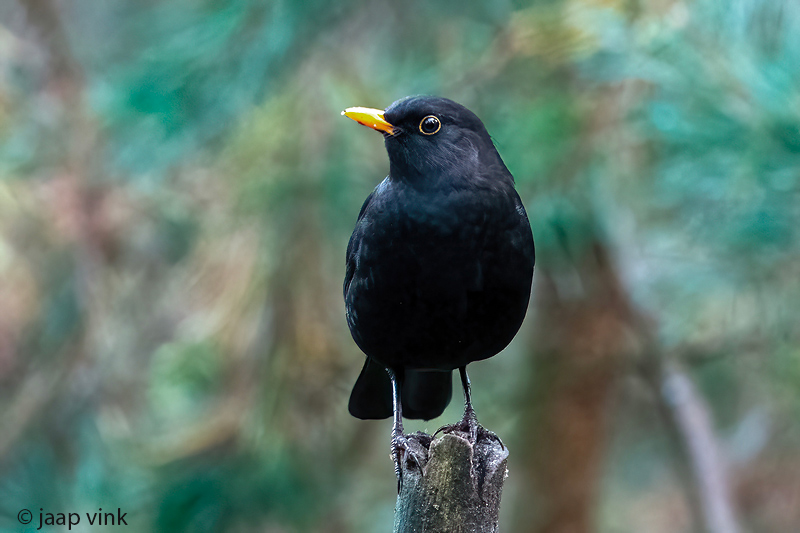 Blackbird - Merel - Turdus merula