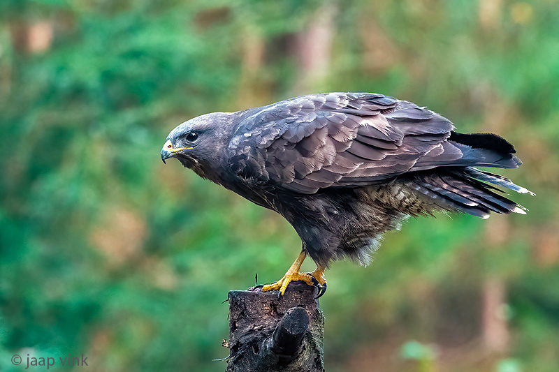 Common Buzzard - Buizerd - Buteo buteo
