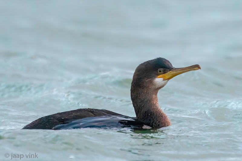 European Shag - Kuifaalscholver - Gulosus aristotelis