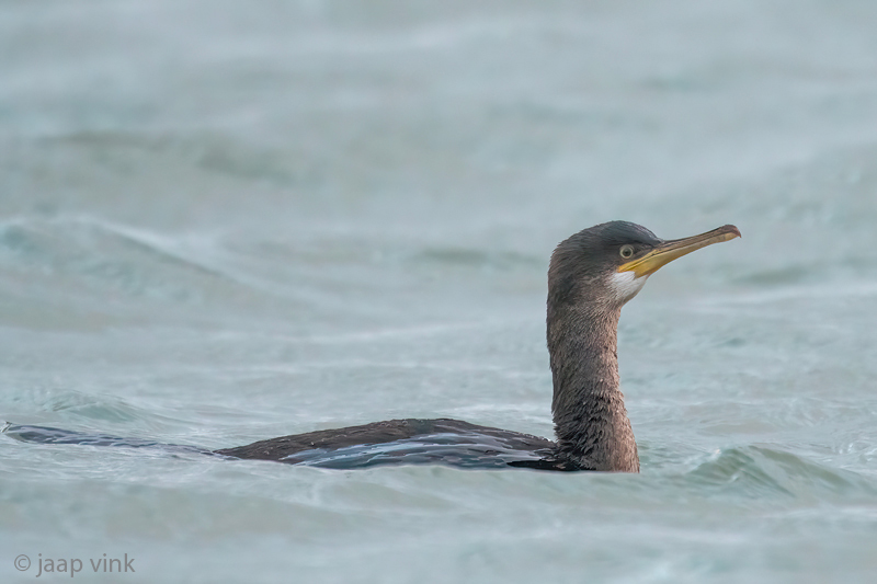 European Shag - Kuifaalscholver - Gulosus aristotelis