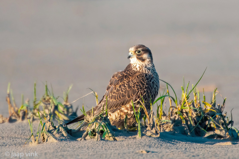 Peregrine - Slechtvalk - Falco peregrinus
