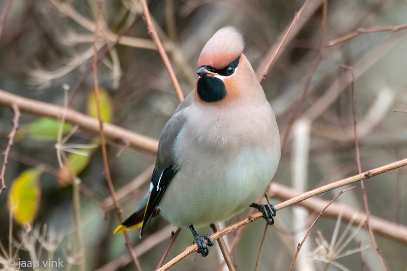Bohemian Waxwing - Pestvogel - Bombycilla garrulus