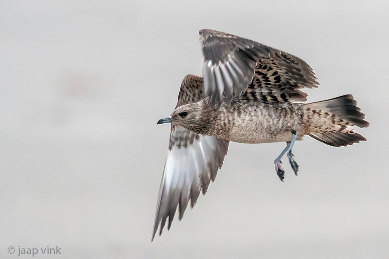 Arctic Skua - Kleine Jager - Stercorarius parasiticus
