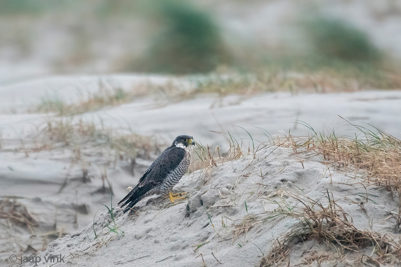 Peregrine - Slechtvalk - Falco peregrinus