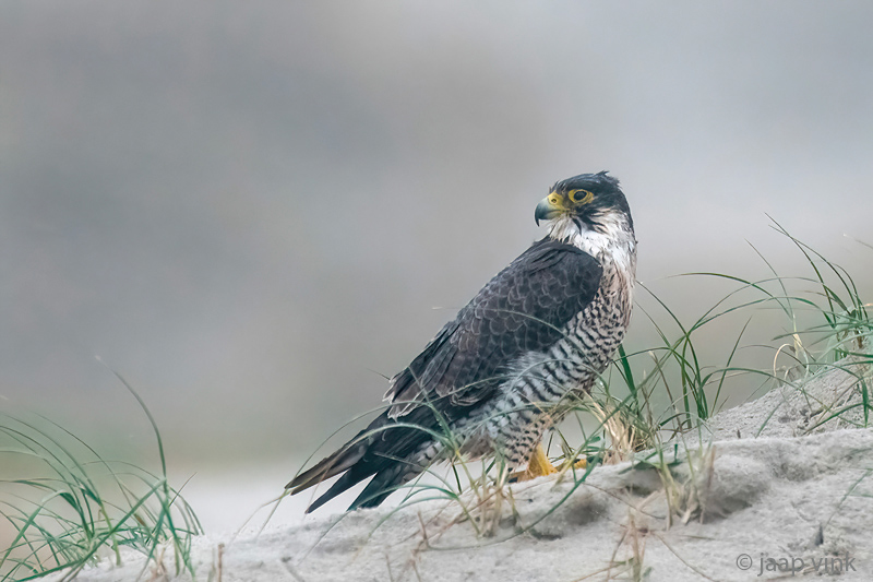 Peregrine - Slechtvalk - Falco peregrinus