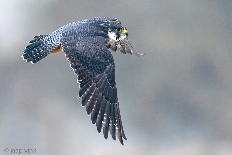 Peregrine - Slechtvalk - Falco peregrinus