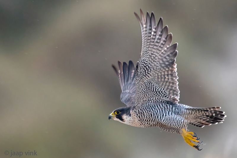 Peregrine - Slechtvalk - Falco peregrinus