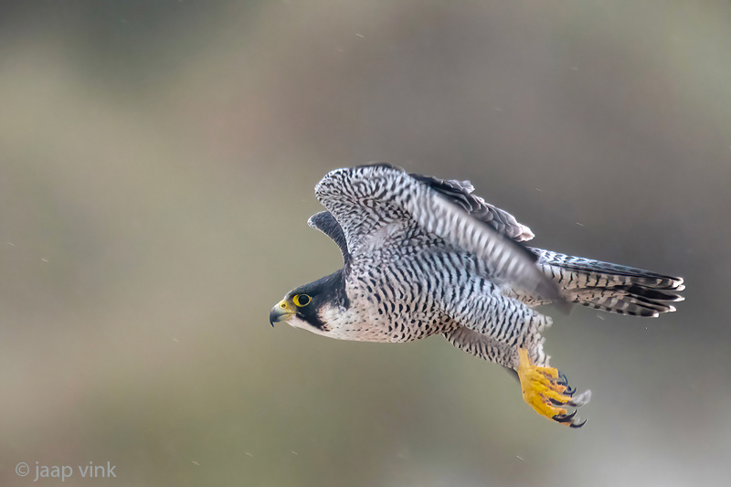 Peregrine - Slechtvalk - Falco peregrinus