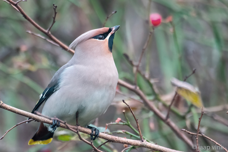 Bohemian Waxwing - Pestvogel - Bombycilla garrulus