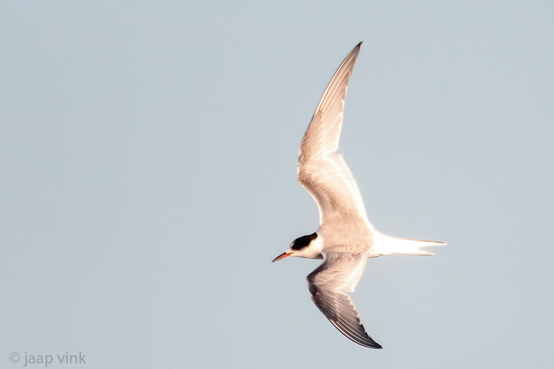 Arctic Tern - Noordse Stern - Sterna paradisaea