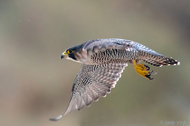 Peregrine - Slechtvalk - Falco peregrinus
