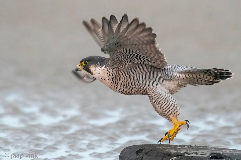 Peregrine - Slechtvalk - Falco peregrinus