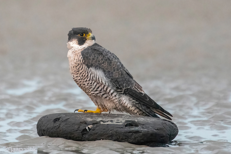 Peregrine - Slechtvalk - Falco peregrinus