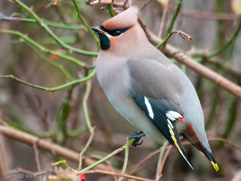 Bohemian Waxwing - Pestvogel - Bombycilla garrulus
