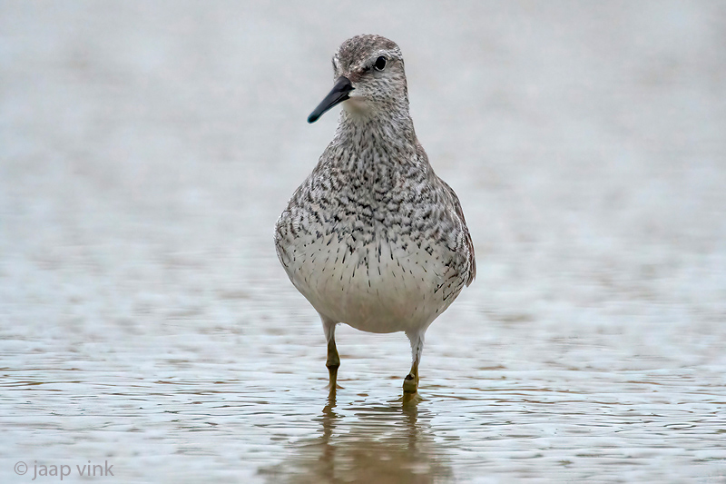 Red Knot - Kanoet - Calidris canutus