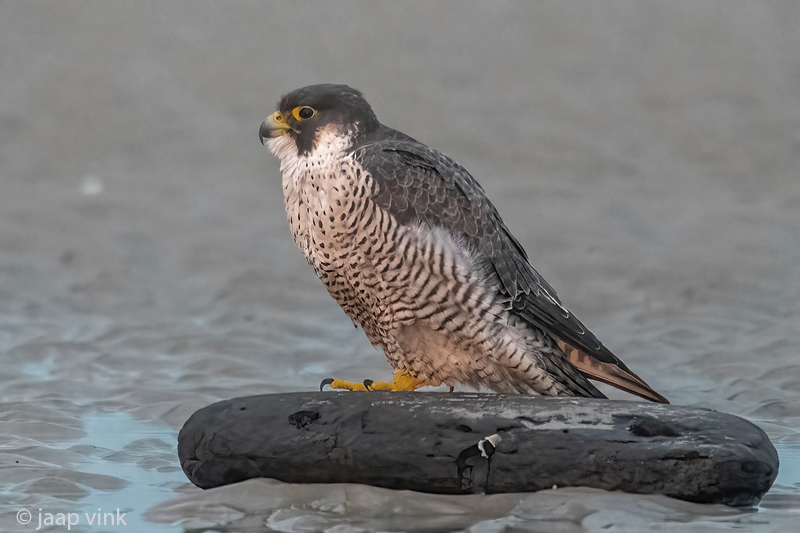 Peregrine - Slechtvalk - Falco peregrinus