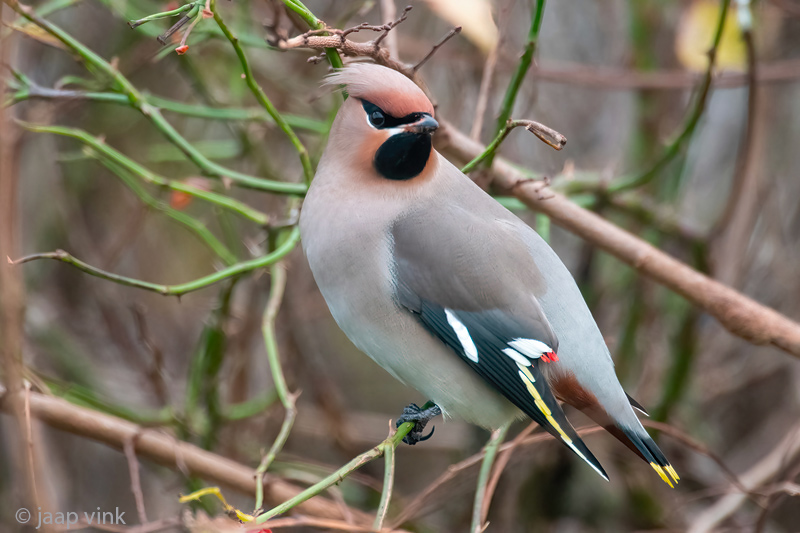 Bohemian Waxwing - Pestvogel - Bombycilla garrulus